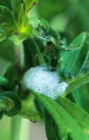 Cuckoo spit - Froghopper larvea nymph on Geranium