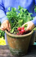 Harvesting pot container grown Radish 'Cherry Bell'