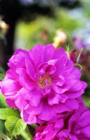 Rosa rugosa 'Wild Edric' = 'Aushedge'