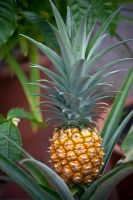 Ananas comosus - Pineapple