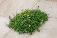 Thymus varieties inset into paving in the 'City Harvest' garden at RHS Hampton Court Flower Show 2009