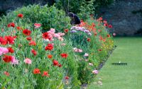 Poppies in vegetable garden - Loseley Park, Surrey