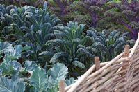 Cavolo nero, Kale 'Redbor' and cabbage foliage in veg patch edged with rustic woven willow fence. RHS Growing Tastes Allotment garden - RHS Hampton Court Flower Show 2009