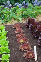 Rows of Lettuces, Little Gem, Lollo Rosso, Nymans, behind strawberries on straw mulch and Red Cabbage foliage. RHS Growing Tastes Allotment Garden - RHS Hampton Court Flower Show 2009