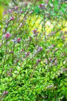 Lonicera nitida 'Red Tips' - Sir Harold Hillier Gardens/Hampshire County Council, Romsey, Hants, UK