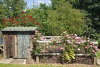Country garden compost area with pink climbing rose in front wooden shed at  Foxcote Hill NGS Ilmington, Warwicks.