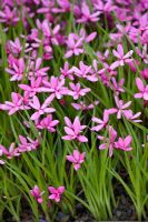 Rhodohypoxis milloides 'Damask'