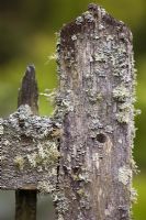 Mixed lichens on a garden gate