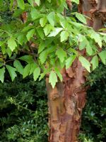 Acer griseum bark and leaves