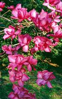 Magnolia mollicomata 'Lanarth' - Caerhays Castle Gardens, St Austell, Cornwall