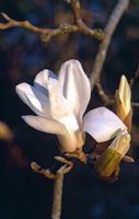 Magnolia 'Pickards Sundew' - Caerhays Castle Gardens, St Austell, Cornwall