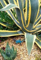 Agave americana 'Variegata' with Carpobrutus at base. Toy Lizard. Aloe ferox bottom left - Beechwell House Garden, Yate, South Gloucestershire