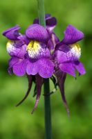 Linaria triornithophora