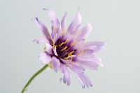 Catananche caerulea