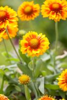 Gaillardia x grandiflora 'Gallo Peach'