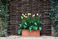 Tulips in terracotta trough with hazel hurdle fence and ivy at Little Larford Cottage, Worcestershire