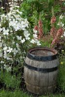 Old barrel used as garden feature with Clematis montana 'Alba' on metal obelisk and Verbascum 'Helen Johnson'. 'The Maypole Garden' Silver-Gilt Flora award winning garden - Malvern Spring Show 2009