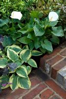 Structural and contrasting foliage of hostas, zantedeschias and ferns at edge of brick steps. 'Modern Victorian Outdoor Space' Silver Flora award winning garden - Malvern Spring Show 2009