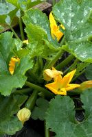 Courgettes growing in garden compost bay