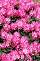 Rhododendron 'Tatjana' AGM