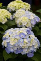 Hydrangea 'Nikko Blue'