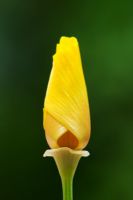 Eschscholzia californica - California poppy flower before opening