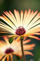 Mesembrianthemum cordifolium - Livingstone daisy flower