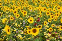 Helianthus annus - Wild flower meadow at the Future Gardens in Hertfordshire