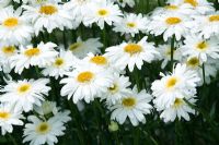 Leucanthemum at the Future Gardens in Hertfordshire