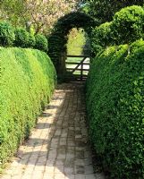 Path leading to gate, topiary balls on Buxus hedge - Charlotte Molesworth's garden, Kent