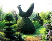 Topiary peacock in topiary garden - Charlotte Molesworth's garden, Kent