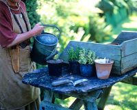 Step by step 7 of taking box cuttings in August. Water in well - Charlotte Molesworth's garden, kent