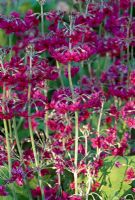 Primula pulverulenta 