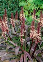 Eucomis pole-evansi 'Purpurea' in south facing border - Cally Gardens, Gatehouse of Fleet, Scotland, September