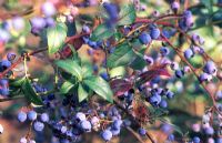 Blueberry 'Meader'