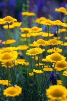 Anthemis tinctoria 'Charme'