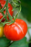 Tomato fruit splitting