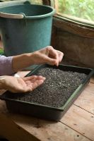 Step by step 4 of sowing tomato seeds - Sowing seeds on surface of moist compost