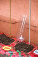 Step by step of planting tomatoes in a growing bag - Water reservoir positioned in growing bag