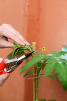 Step by step of planting tomatoes in a growing bag - Removing growing tip when it has reached top of cane