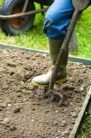 Step by step of planting tomatoes - Preparing a vegetable bed and loosening soil with a fork