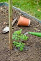 Step by step of preparing a vegetable bed for planting tomatoes - Watering newly planted tomato