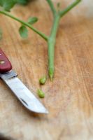 Step by step of grafting a tomato plant - Making a slanting cut to form a 'V' shaped end