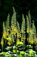 Ligularia stenocephala