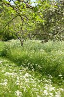 Malus - apple trees in blossom with Anthriscus sylvestris - Cow Parsley. Orchard at Amwell cottage garden, Hertfordshire UK May