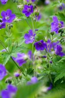 Geranium himalayense 'Gravetye'