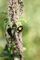 Harmonia axyridis - Harlequin ladybird eating aphids on nettle leaf