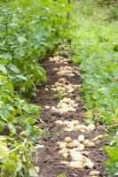 Harvested potatoes 'Charlotte'