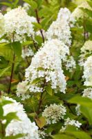 Hydrangea paniculata 'Limelight'