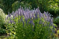 Agastache 'Blue Fortune' - Merriments Gardens, Hurst Green, East Sussex in August